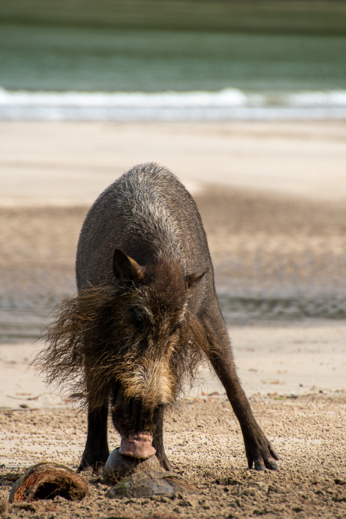 Bartschwein im Bako Nationalpark auf Borneo