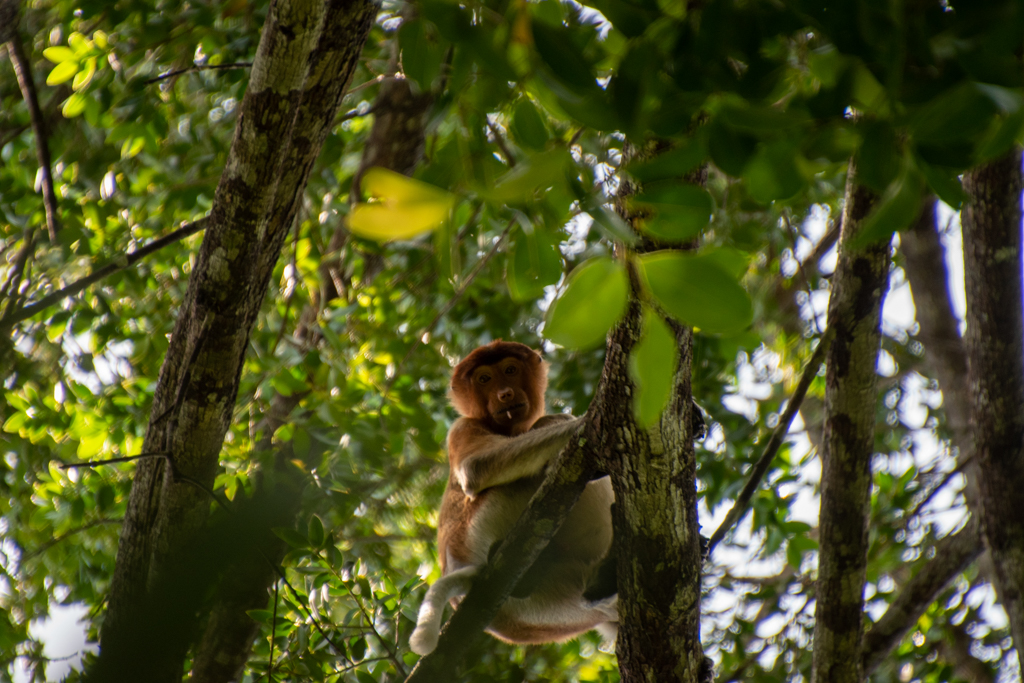 Nassenaffe auf dem Telok Paku Trail im Bako Nationalpark auf Borneo
