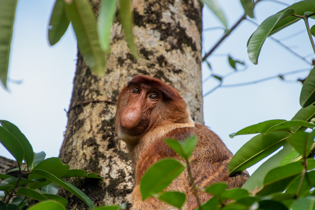Bako Nationalpark Borneo Nasenaffe