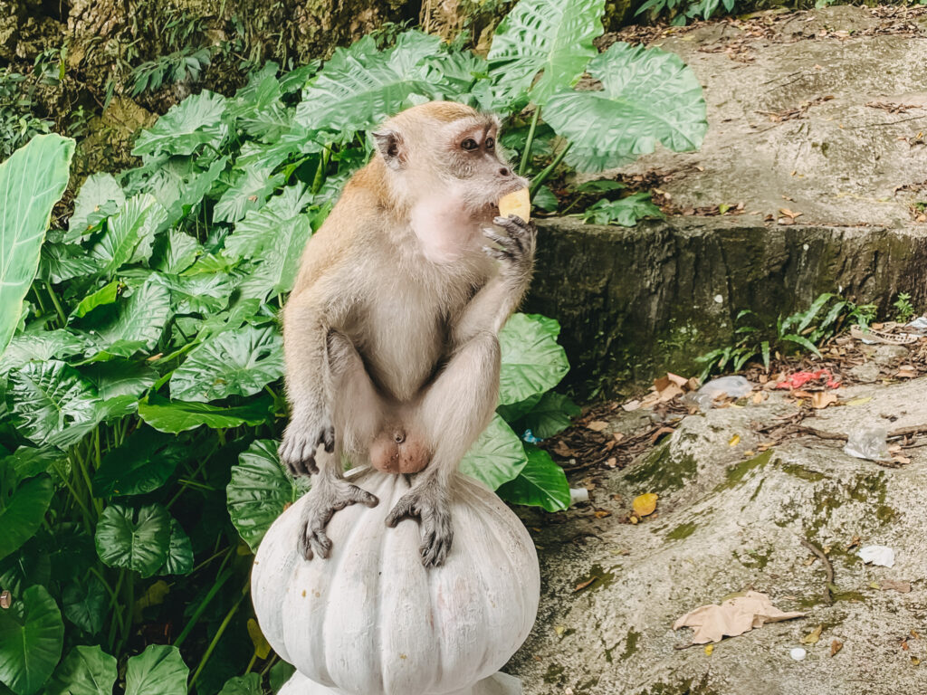 2. Kuala Lumpur Sehenswürdigkeit: Affe an den Batu Caves (1)