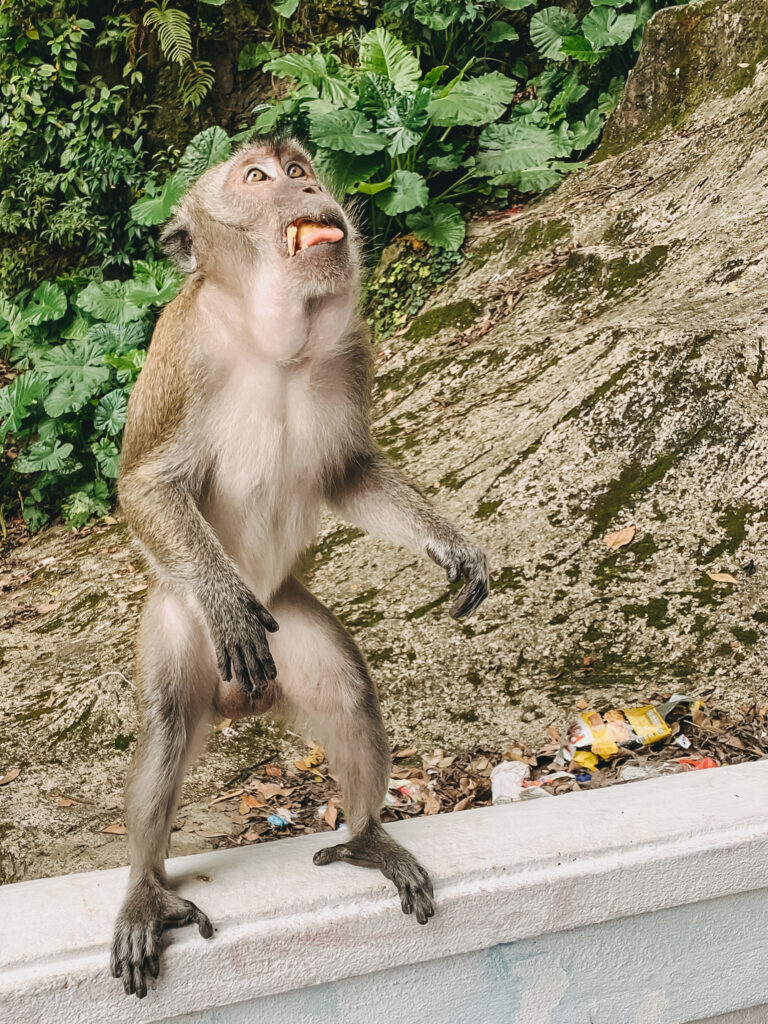 2. Kuala Lumpur Sehenswürdigkeit: Affe an den Batu Caves (2)
