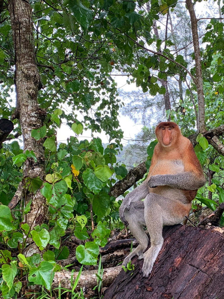 Bako Nationalpark Borneo Nasenaffe im Camp